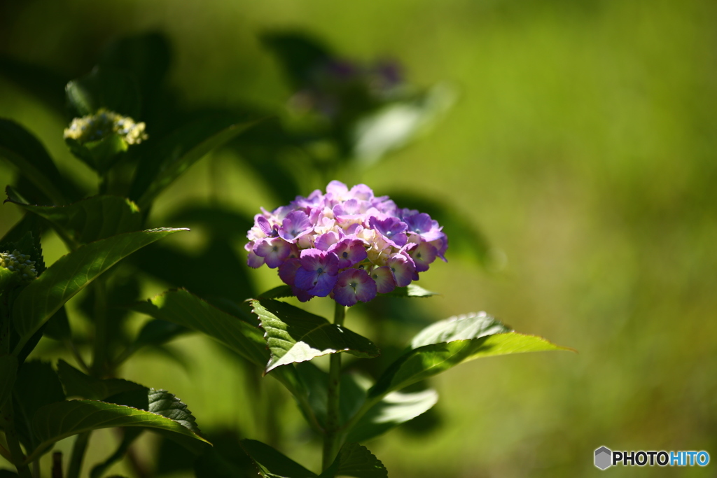 紫陽花の季節