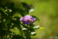 紫陽花の季節