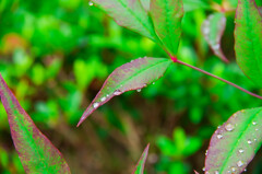 雨上がりの葉