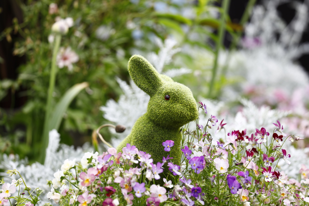 芝生のウサギ