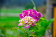 紫陽花夏始まり