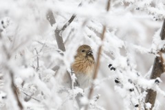 雪とベニマシコさん