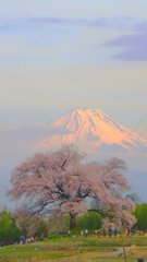 わに塚の桜