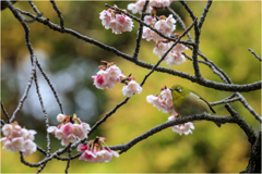 春よ来い