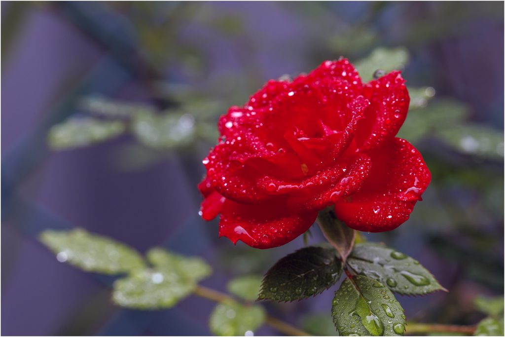 庭のミニ薔薇