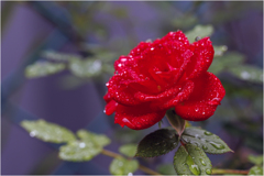 庭のミニ薔薇