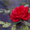 庭のミニ薔薇