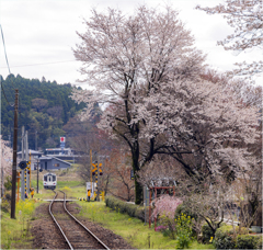 鉄道と桜