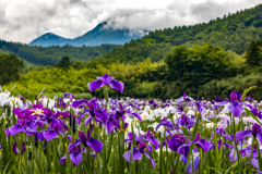 初夏に咲く花