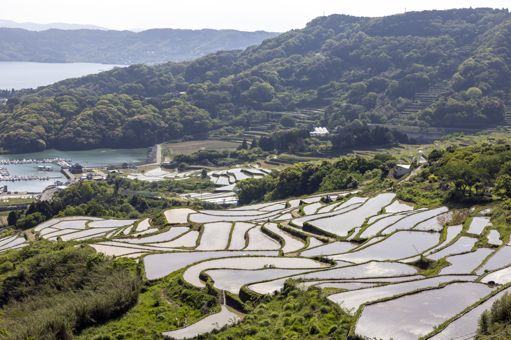 大浦の棚田