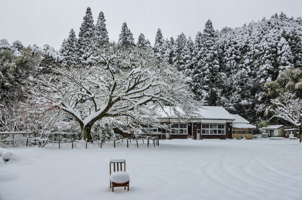 雪桜