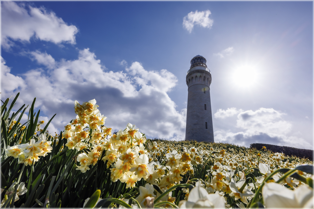角島灯台と水仙