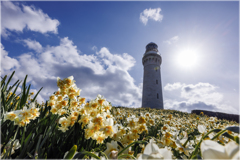 角島灯台と水仙