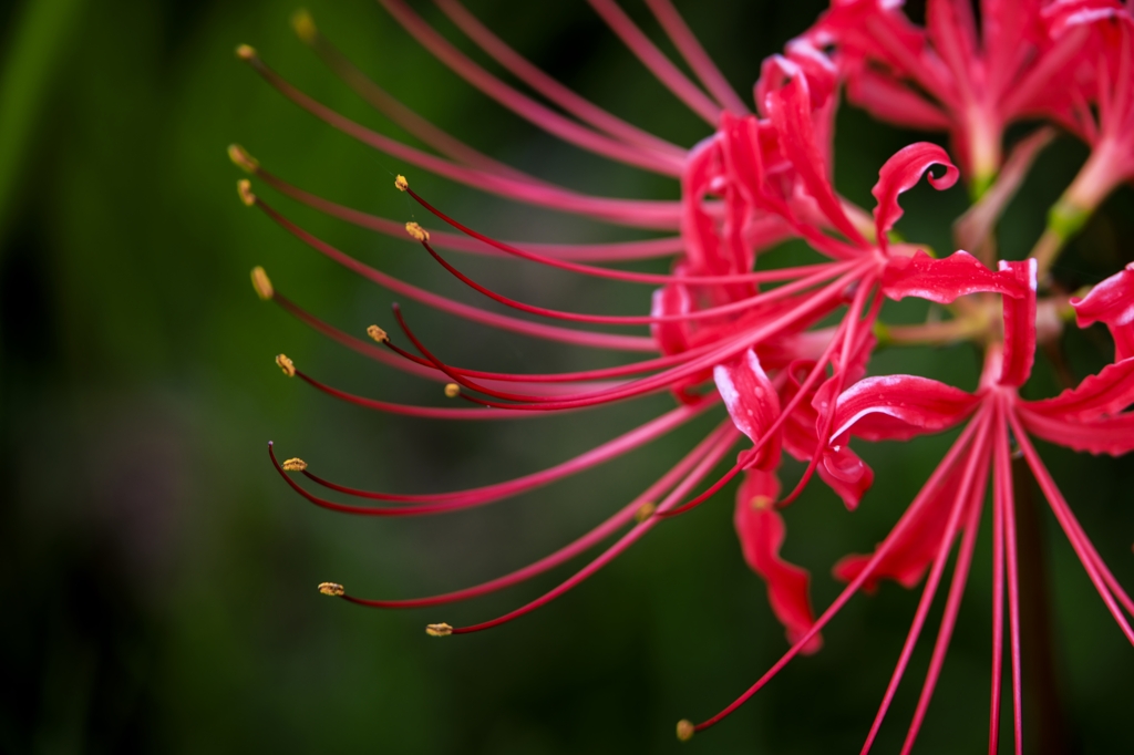 曼珠沙華