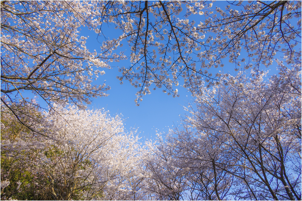 桜の咲く頃2