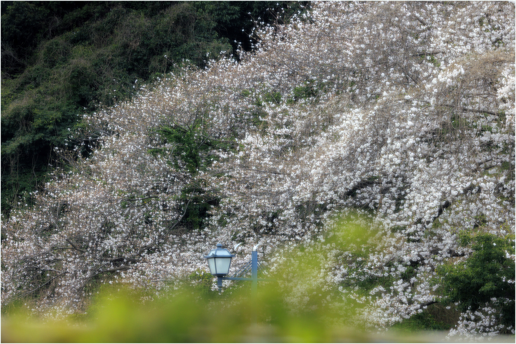 桜咲く