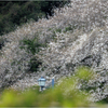 桜咲く