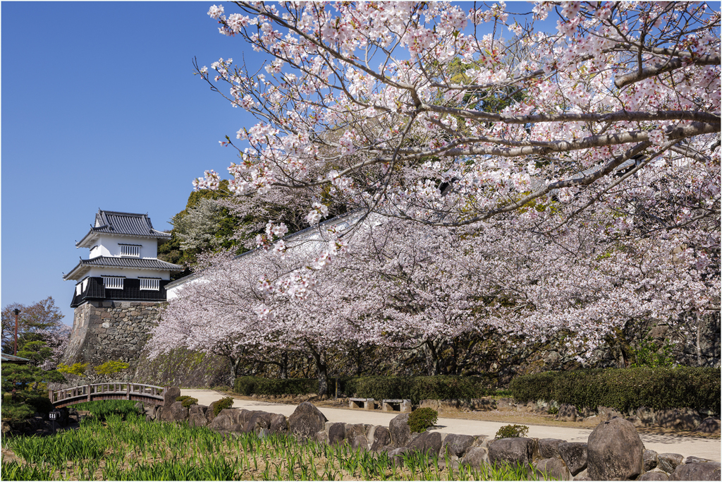 桜咲く玖島城址
