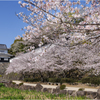 桜咲く玖島城址