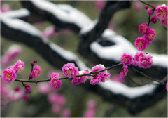 雪と紅梅