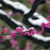雪と紅梅