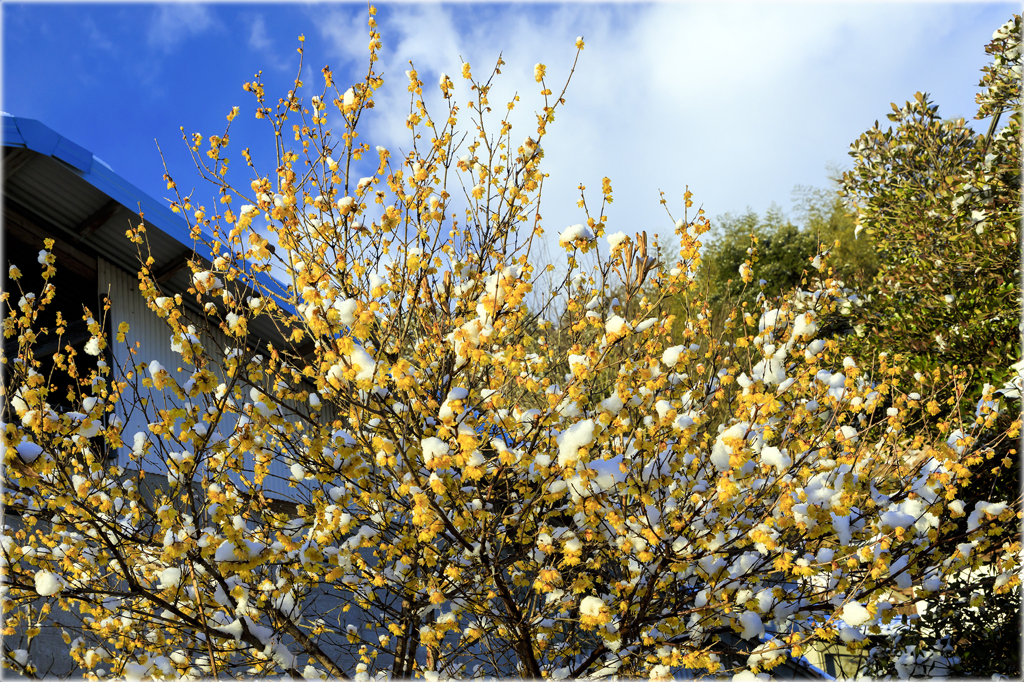雪化粧の蠟梅2