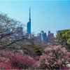 街中の梅園
