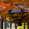 晩秋の寺3