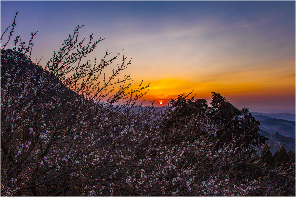 梅と夕暮れ