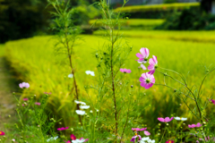 棚田と秋桜