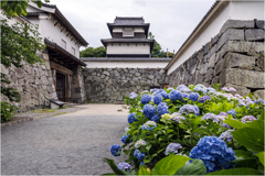 城址の紫陽花