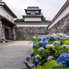 城址の紫陽花