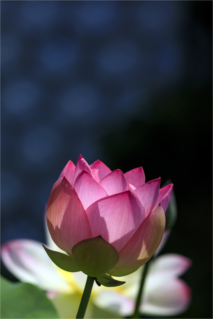 蓮の花