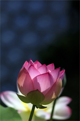 蓮の花
