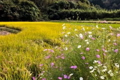 田んぼの秋桜
