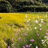 田んぼの秋桜