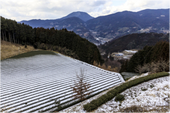 薄っすら雪化粧の茶畑2