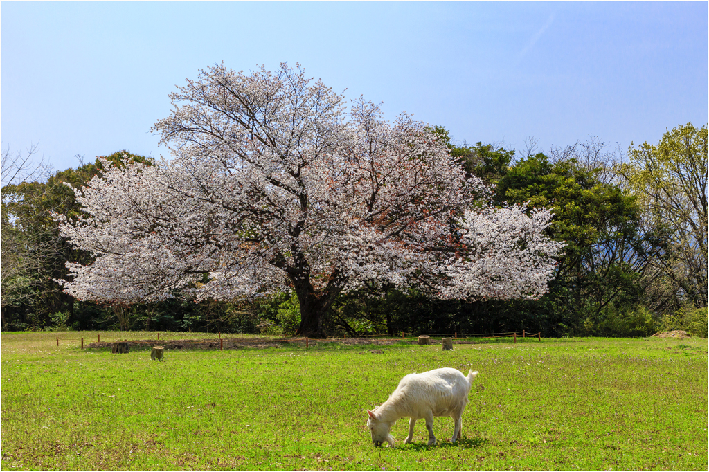 一本桜に魅せられて（天郷の一本桜）2