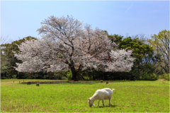 一本桜に魅せられて（天郷の一本桜）2