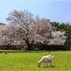 一本桜に魅せられて（天郷の一本桜）2