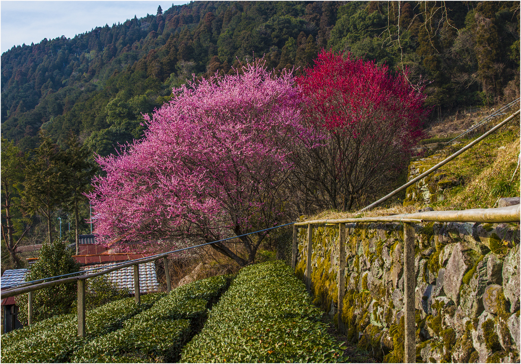 里山の春景