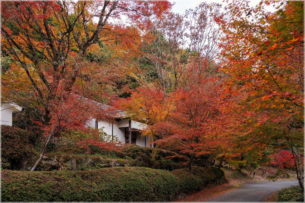 紅葉の森の中で2
