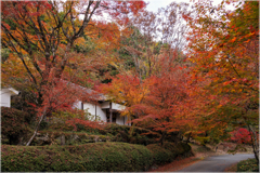 紅葉の森の中で2