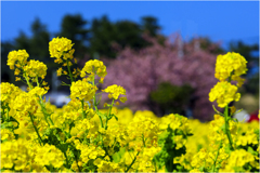 春は菜の花