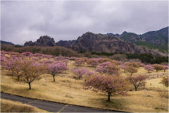 桜を求めて4