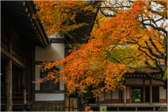 晩秋の古刹6