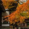 晩秋の古刹6
