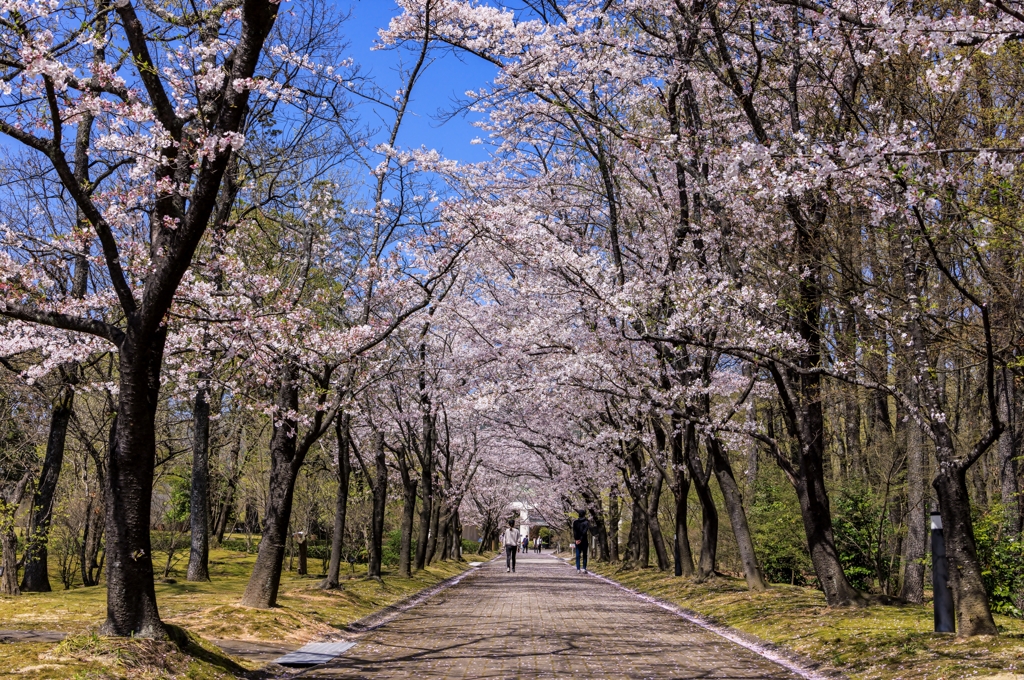並木道