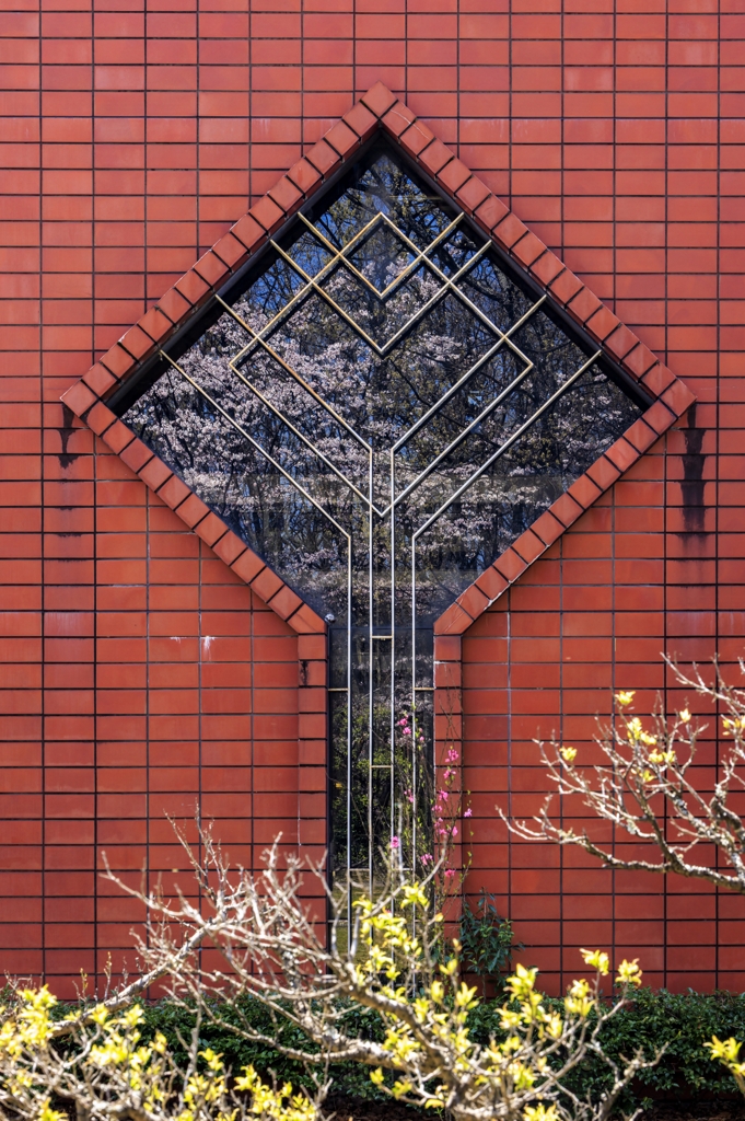 ガラスに映る桜