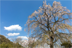 一本桜に魅せられて（清水家のしだれ桜）2